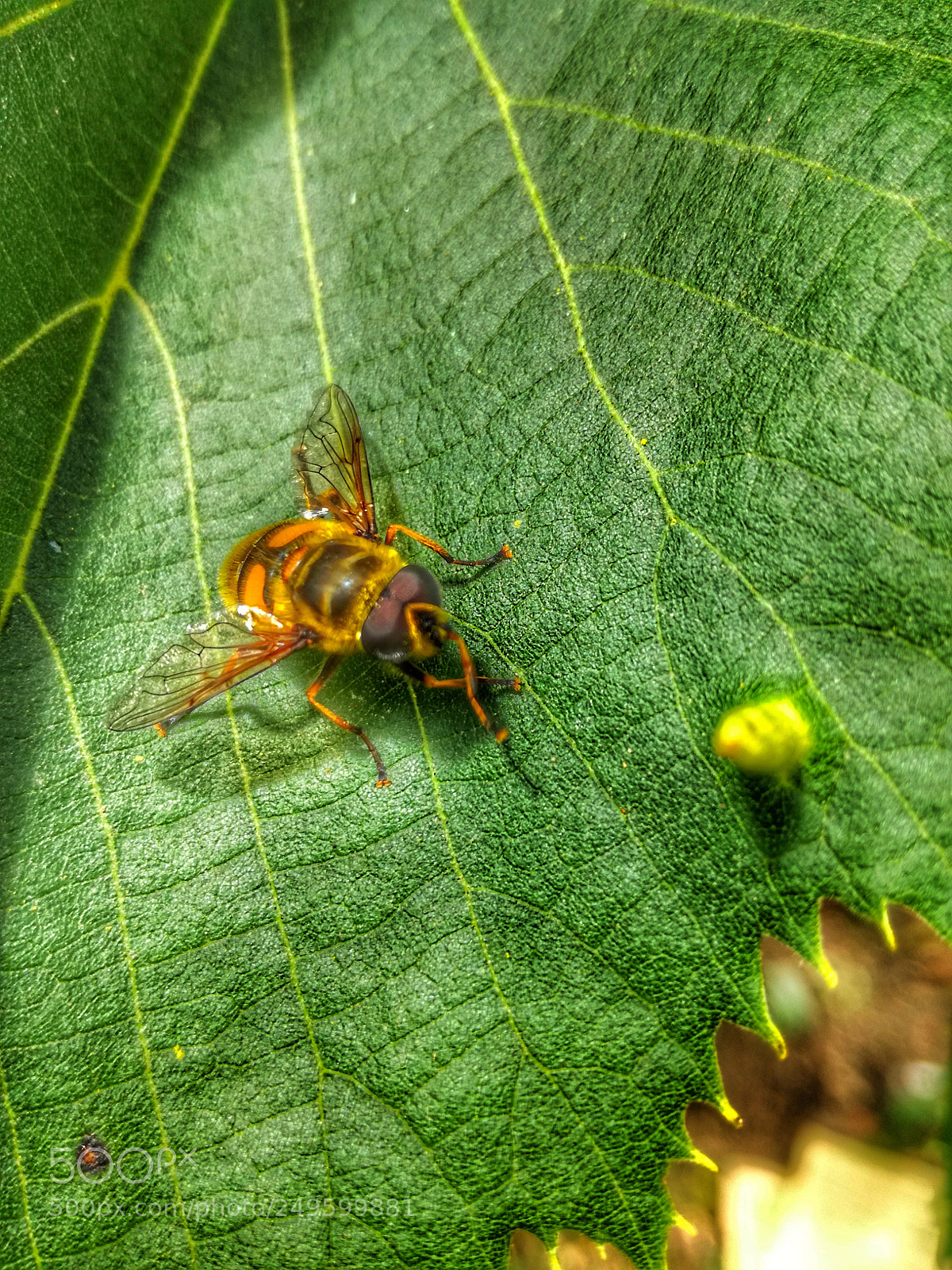 HUAWEI P9 LITE sample photo. Bee photography