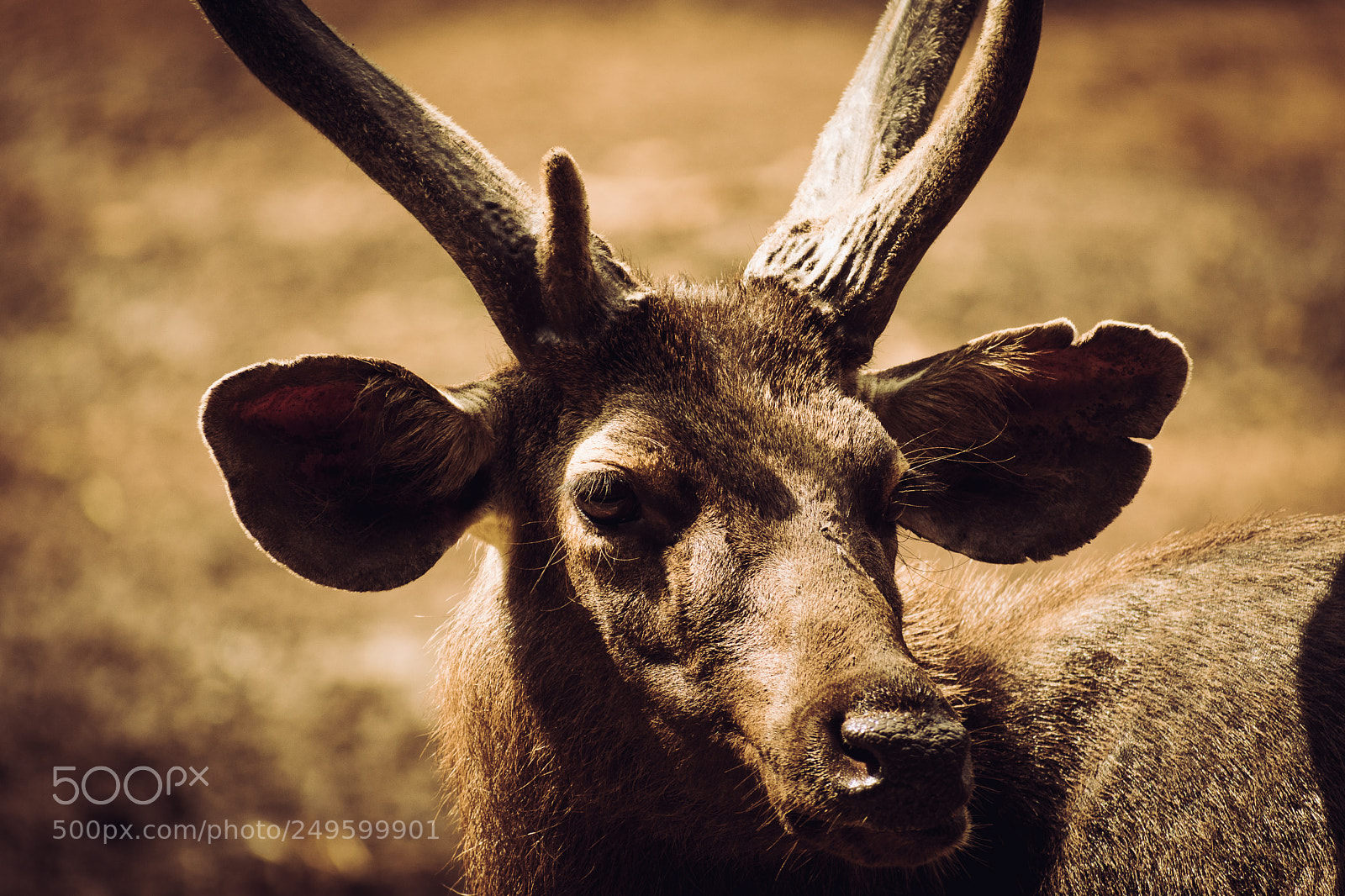 Nikon D3400 sample photo. Deer photography