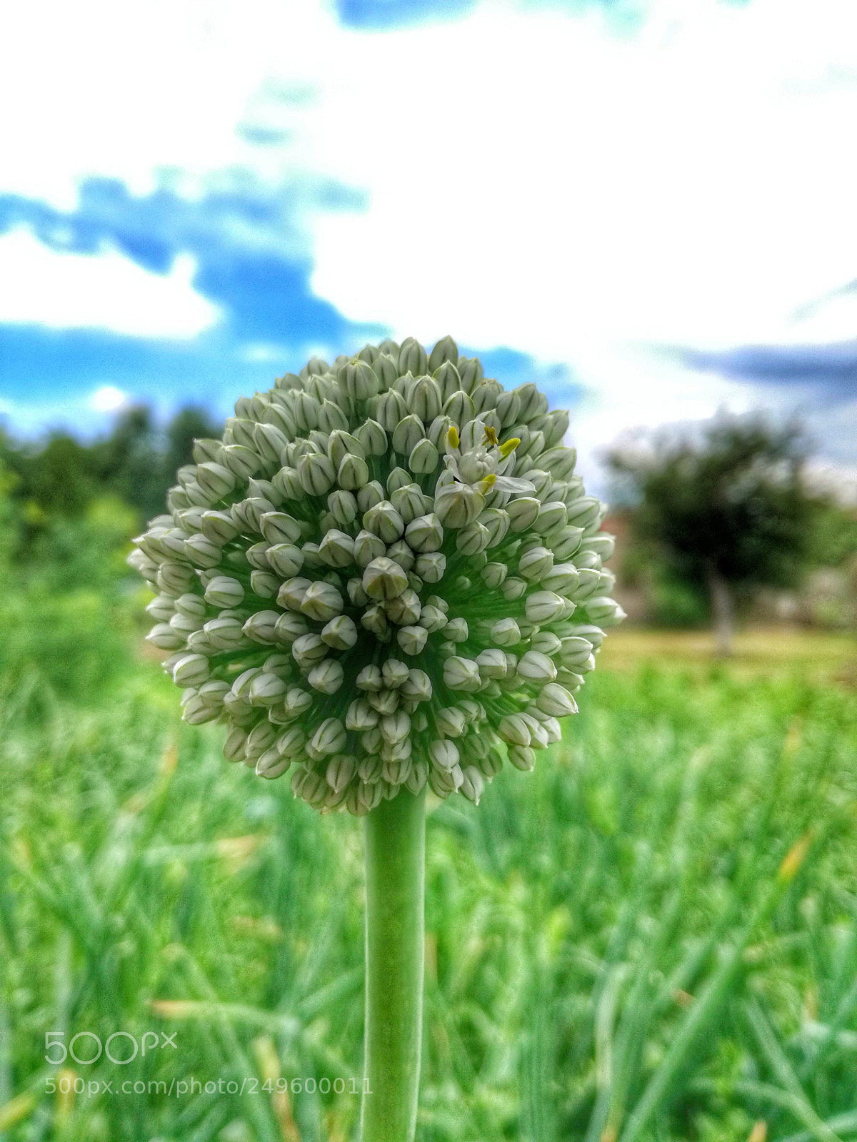 HUAWEI P9 LITE sample photo. Onion photography