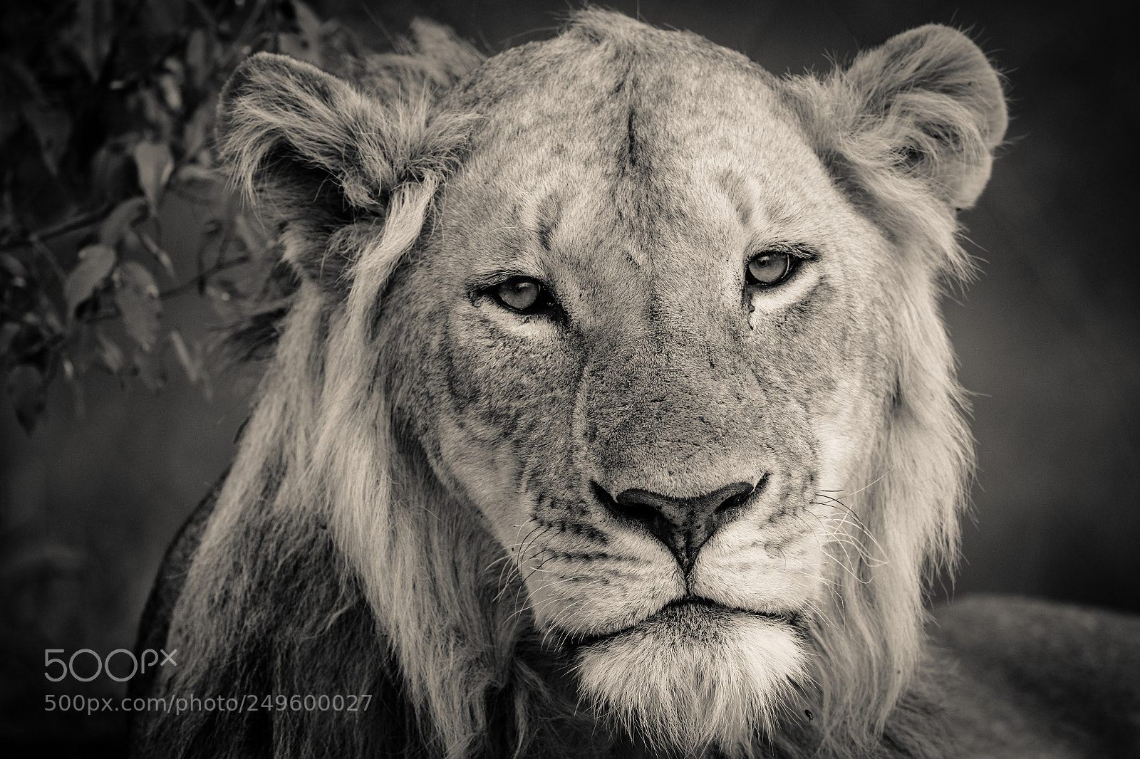 Canon EOS 7D Mark II sample photo. Lion portrait photography