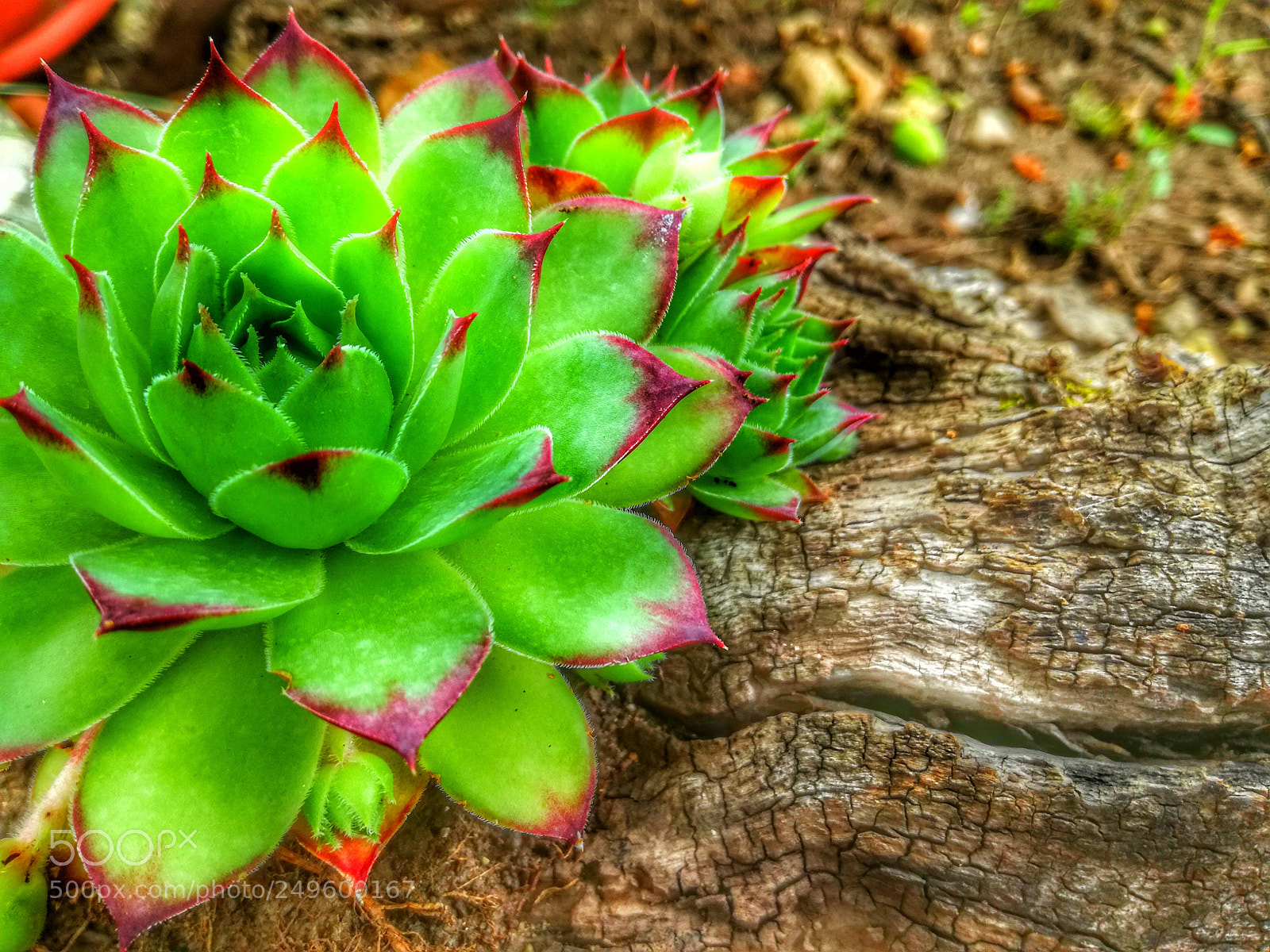 HUAWEI P9 LITE sample photo. Untitled photography