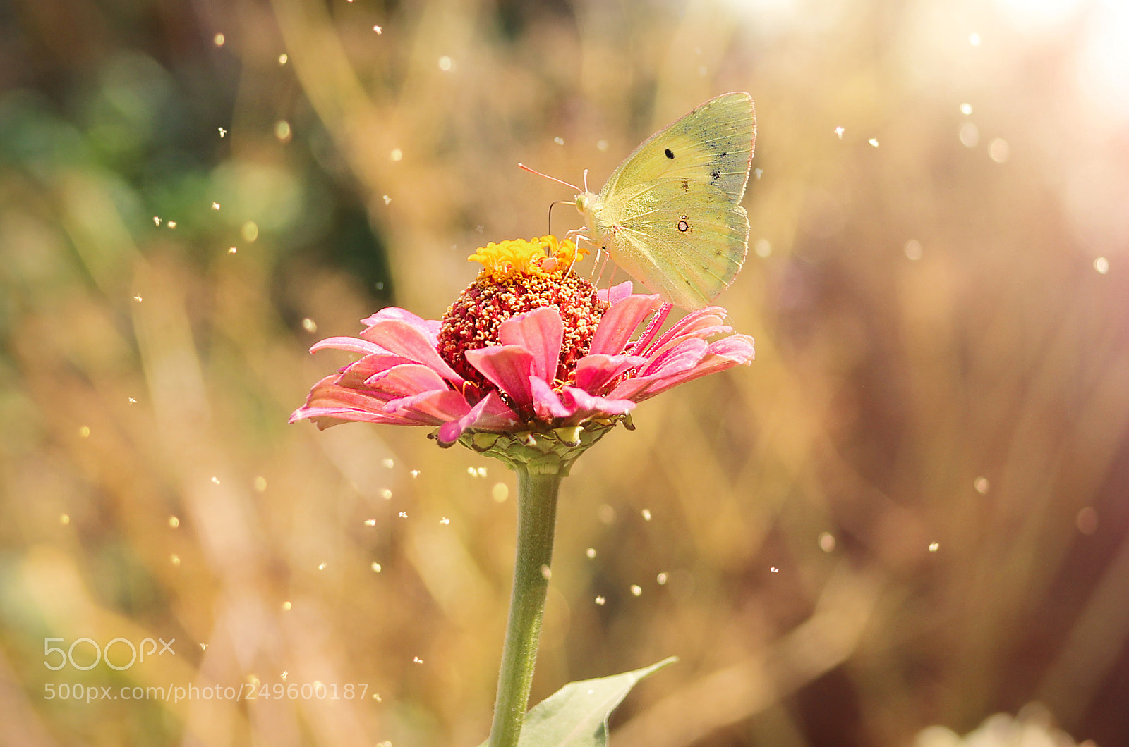 Canon EOS 600D (Rebel EOS T3i / EOS Kiss X5) sample photo. Butterfly and flower photography