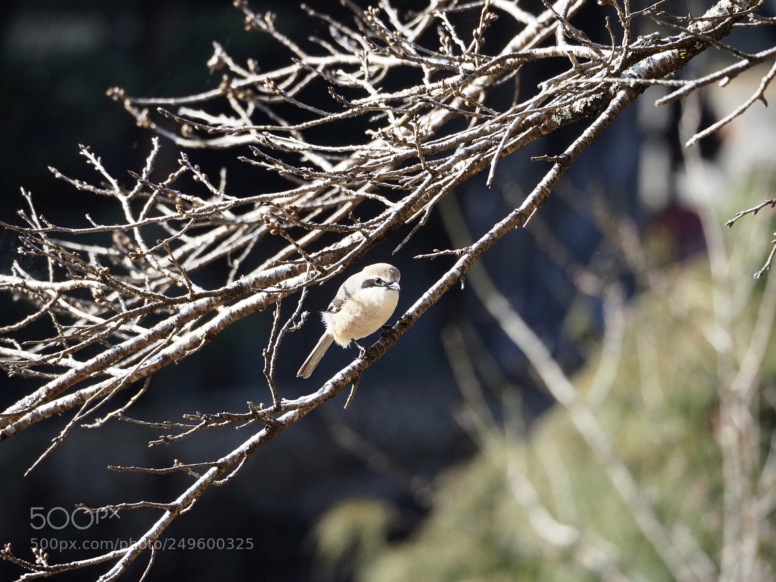 Olympus OM-D E-M1 Mark II sample photo. モズ | lanius bucephalus photography