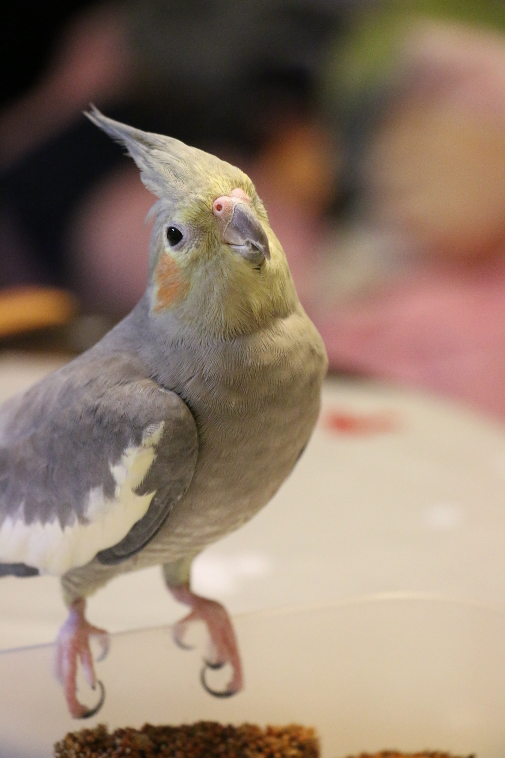 Canon EOS 70D sample photo. Cute photography