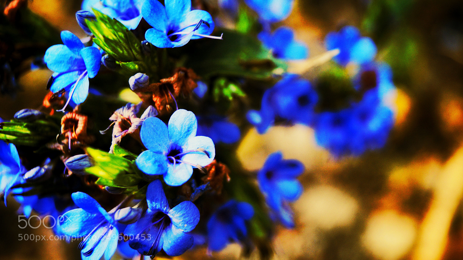 Sony SLT-A58 sample photo. Untitled photography