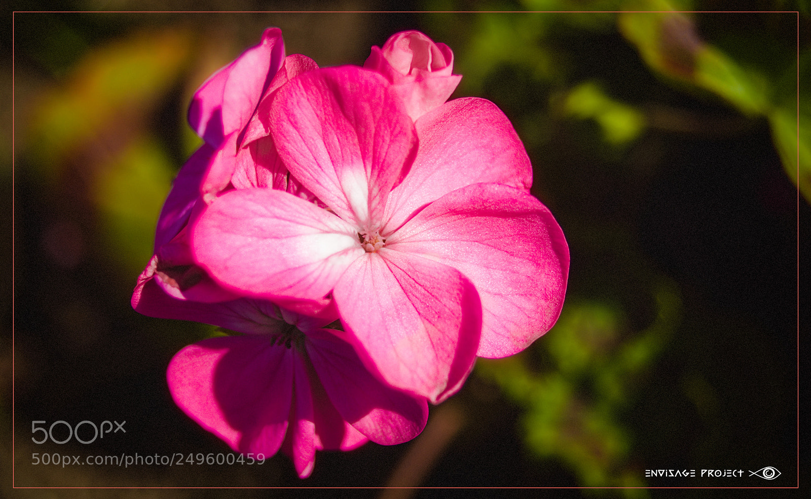 Sony a7R sample photo. Geraniums photography