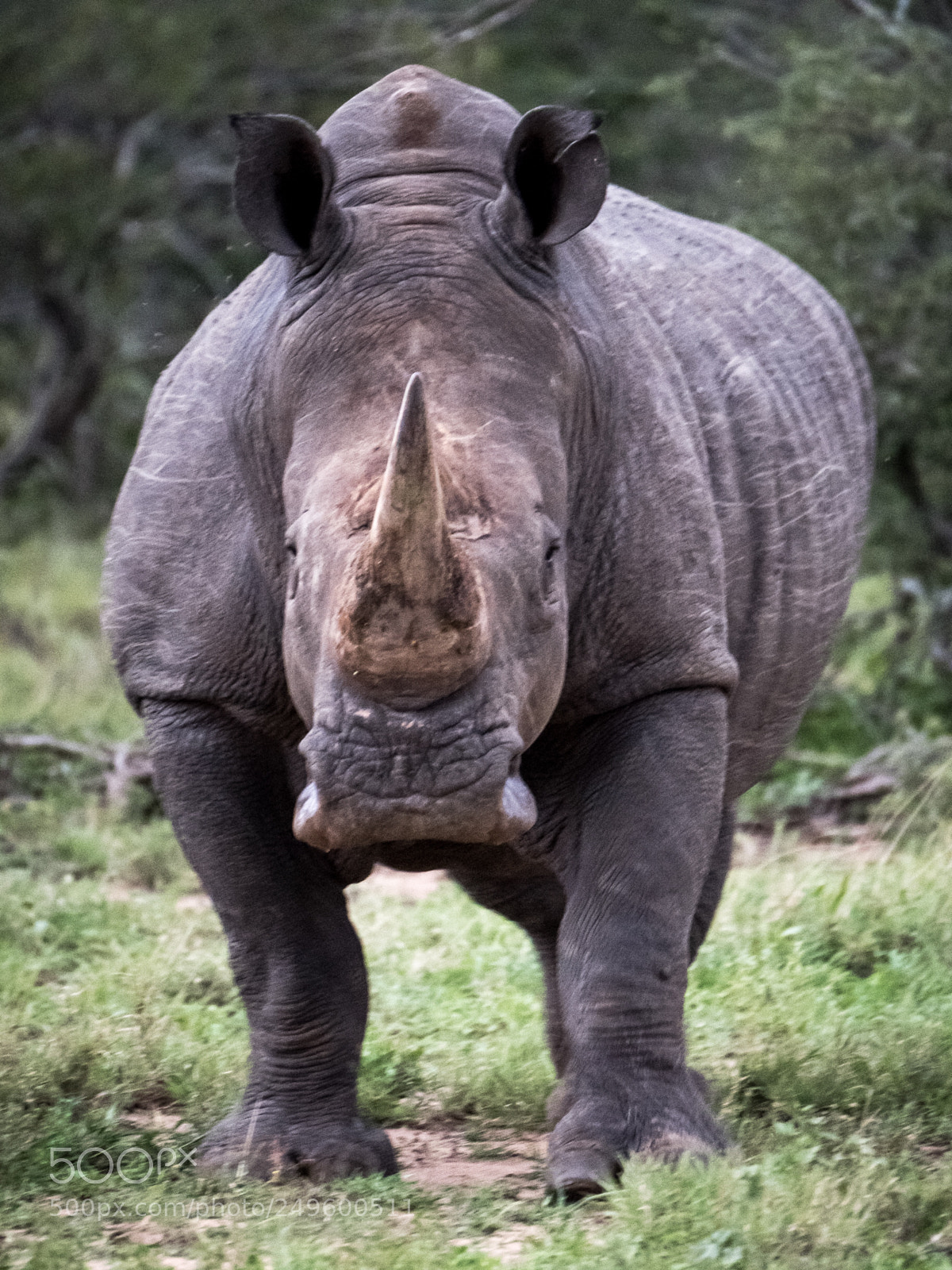 Fujifilm X-T2 sample photo. White rhino - south photography