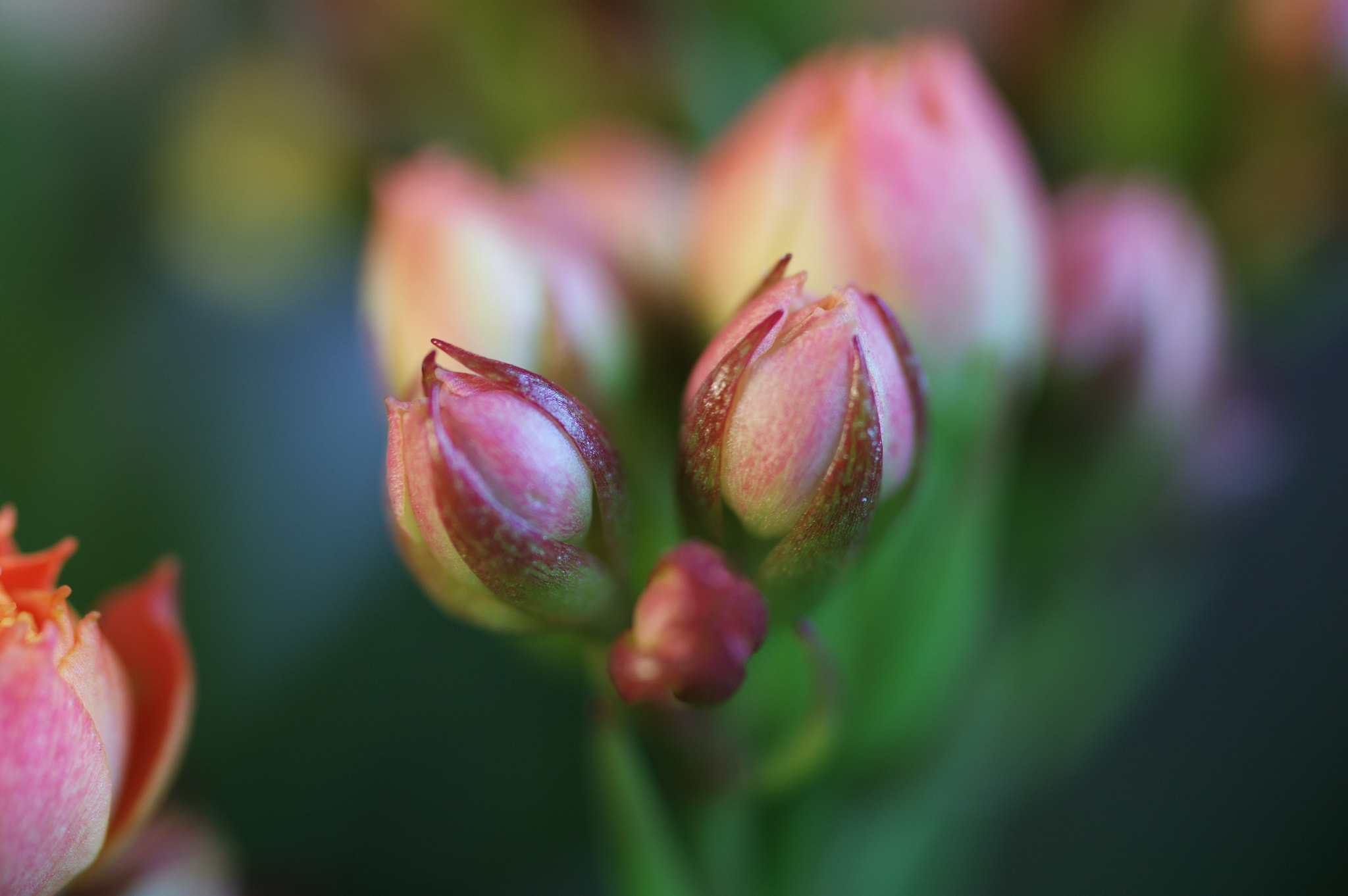 Pentax K-3 + Pentax smc D-FA 50mm F2.8 Macro sample photo. Flowers photography