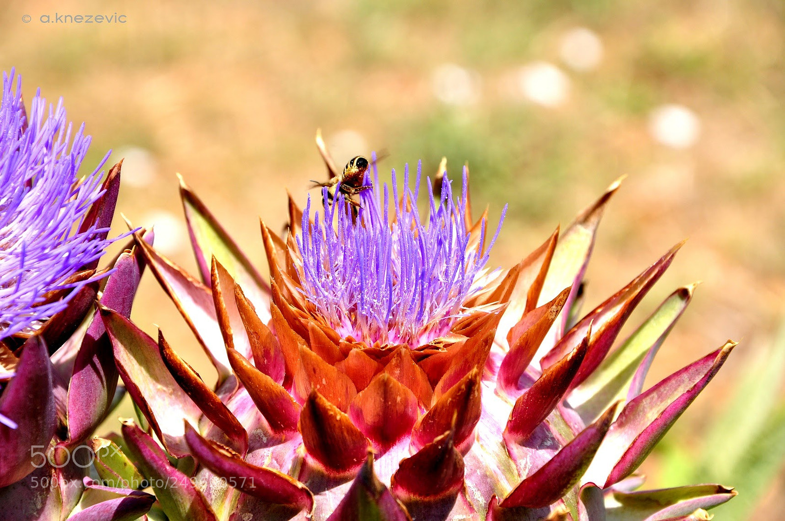 Nikon D90 sample photo. Queen bee photography