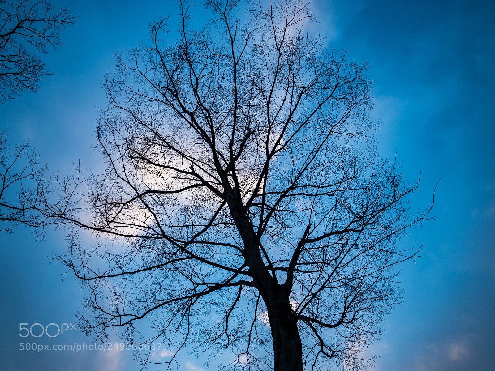 Olympus PEN-F sample photo. Tree photography
