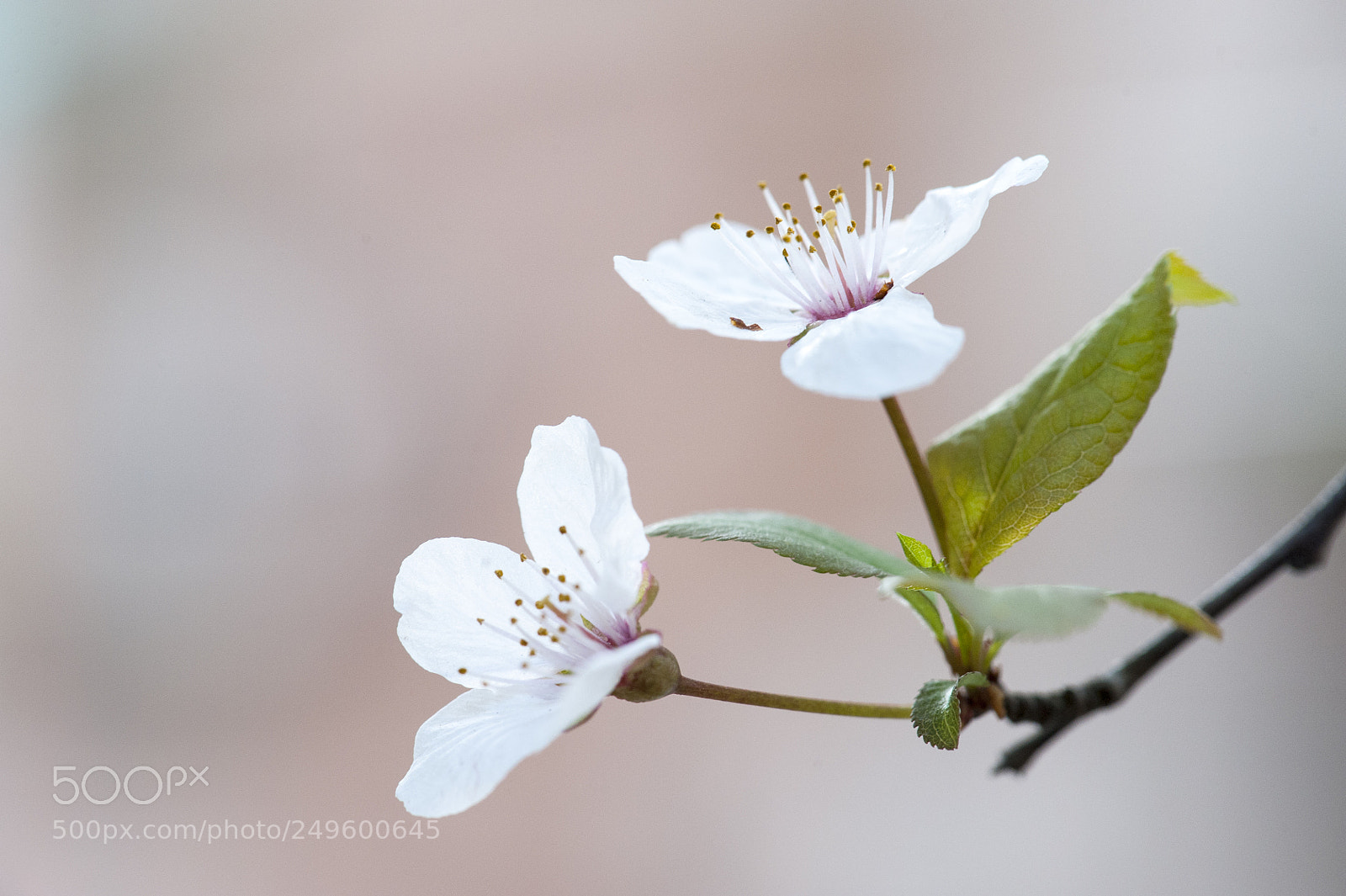 Nikon D700 sample photo. 梨花 photography