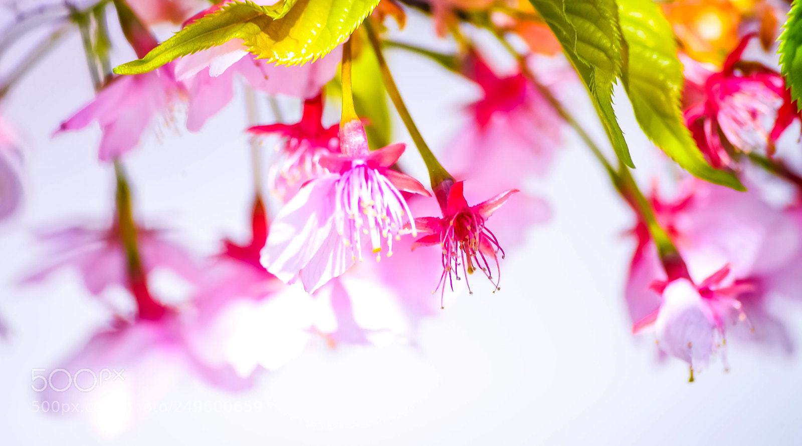 Nikon Df sample photo. Spring has come photography