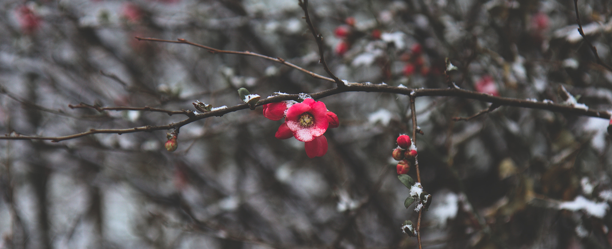 Canon EOS 700D (EOS Rebel T5i / EOS Kiss X7i) sample photo. Spring in brussels photography