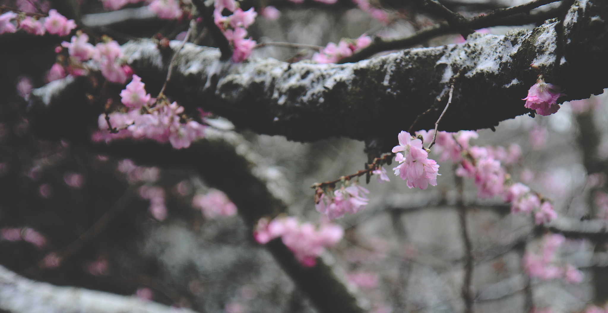 Canon EOS 700D (EOS Rebel T5i / EOS Kiss X7i) sample photo. Flowers and flakes photography