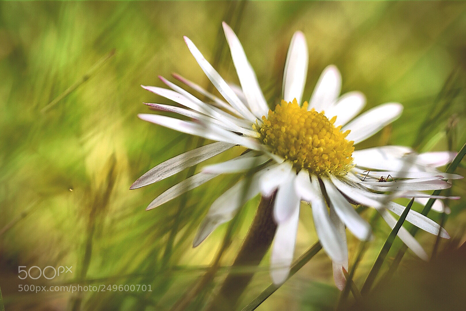Nikon D5600 sample photo. Daisy dreams photography