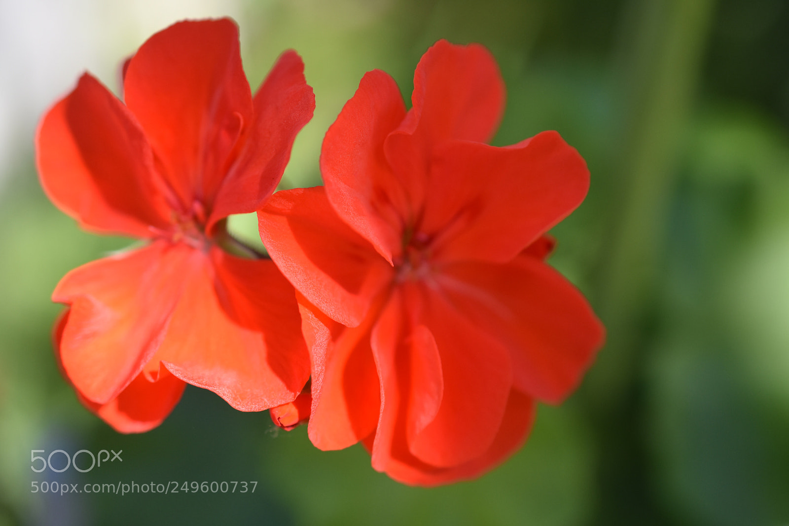 Nikon D3400 sample photo. Red delight photography
