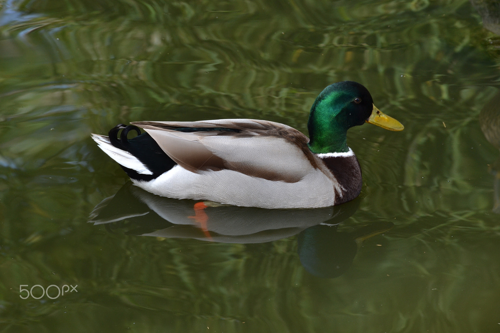 Nikon D3100 sample photo. ** photography