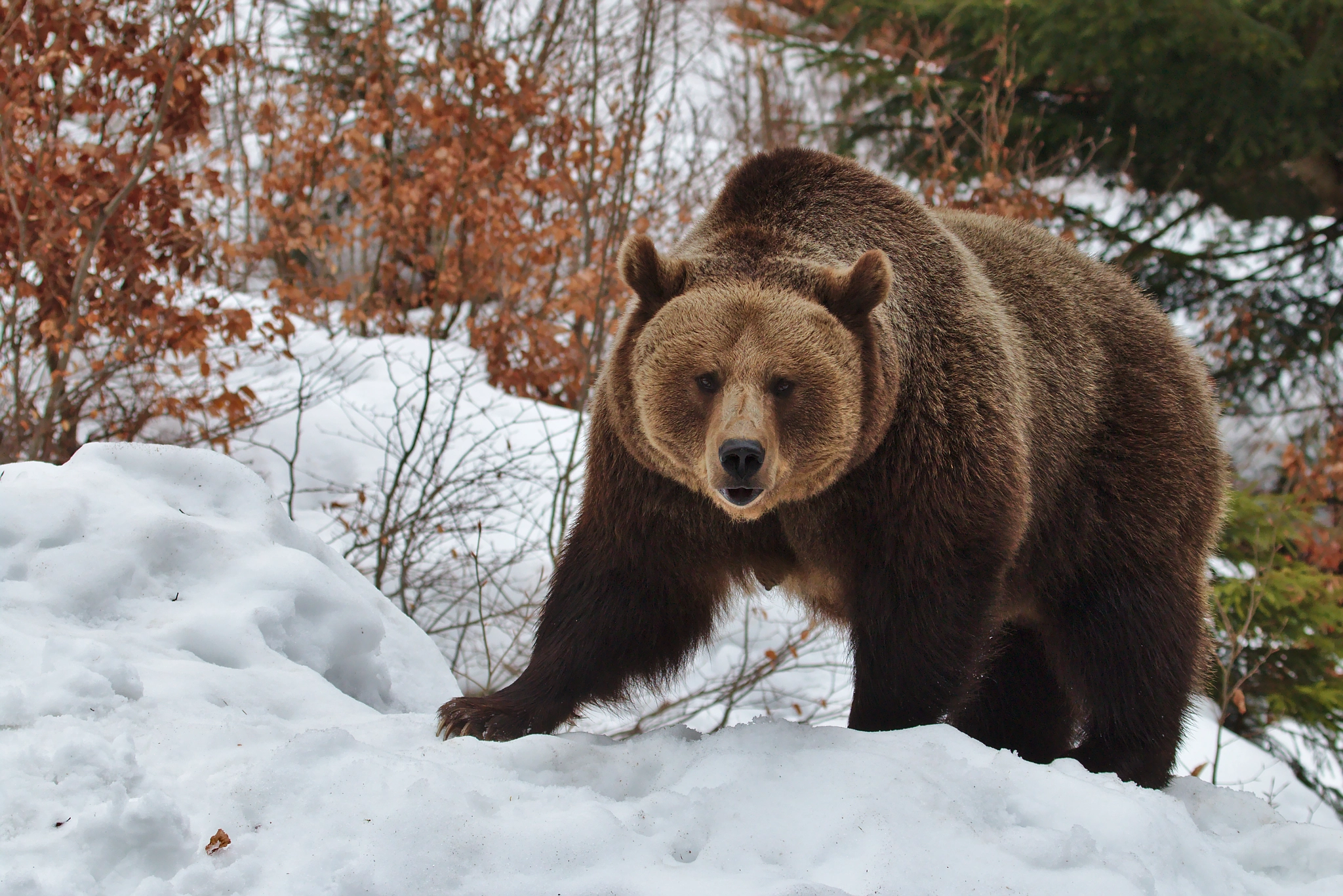 Canon EF 100-400mm F4.5-5.6L IS USM sample photo. Brown bear photography
