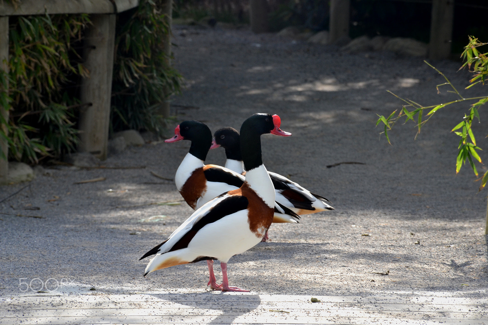 Nikon D3100 sample photo. **** photography
