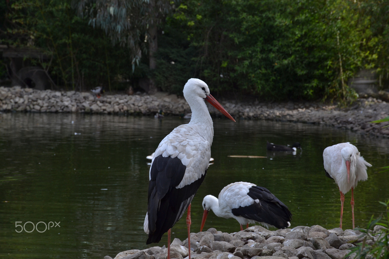 Nikon D3100 sample photo. (* photography
