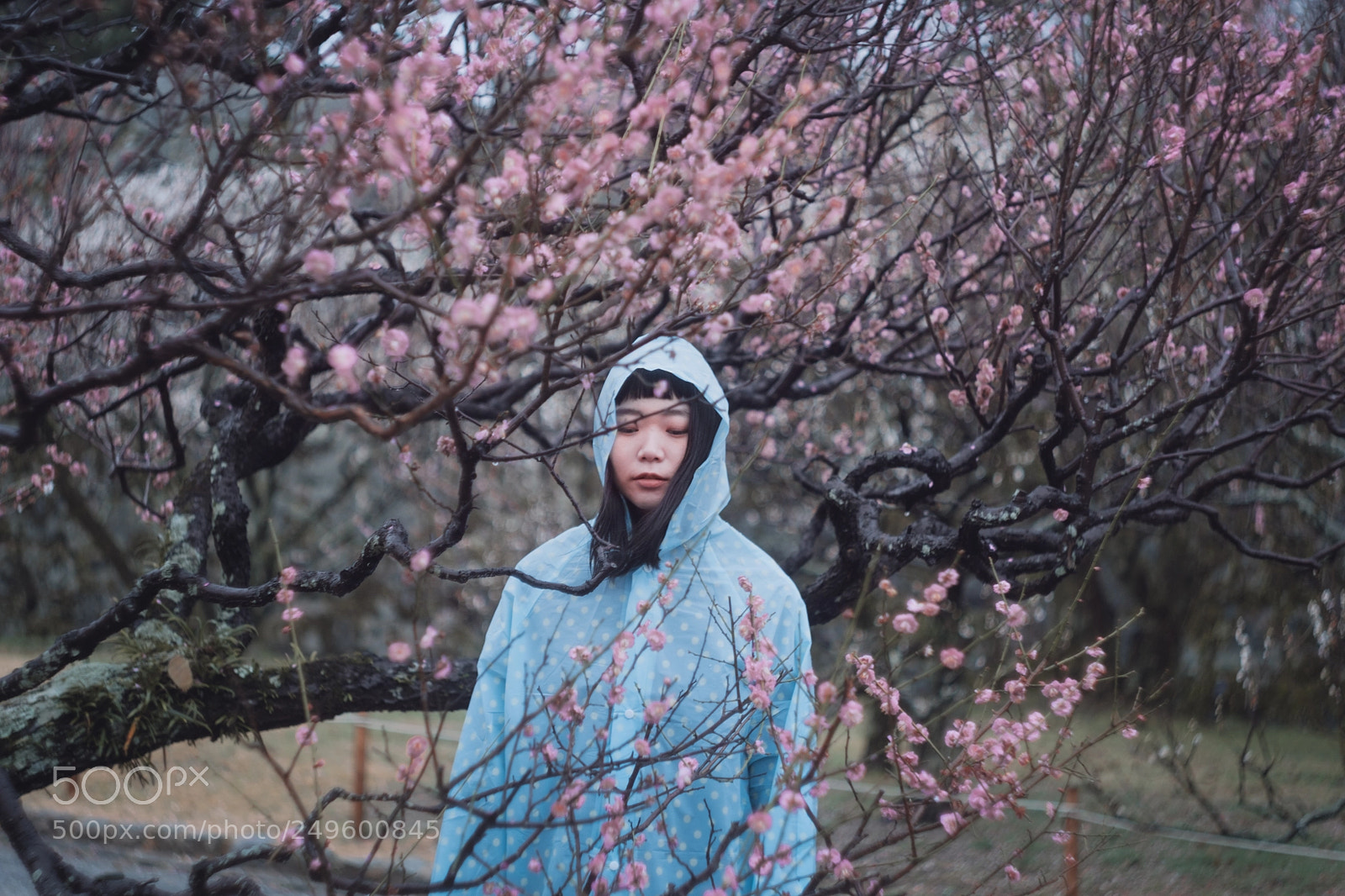 Fujifilm X-T2 sample photo. Rainy plum photography