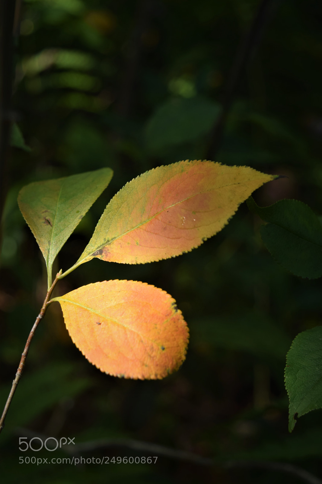 Nikon D3300 sample photo. Three photography