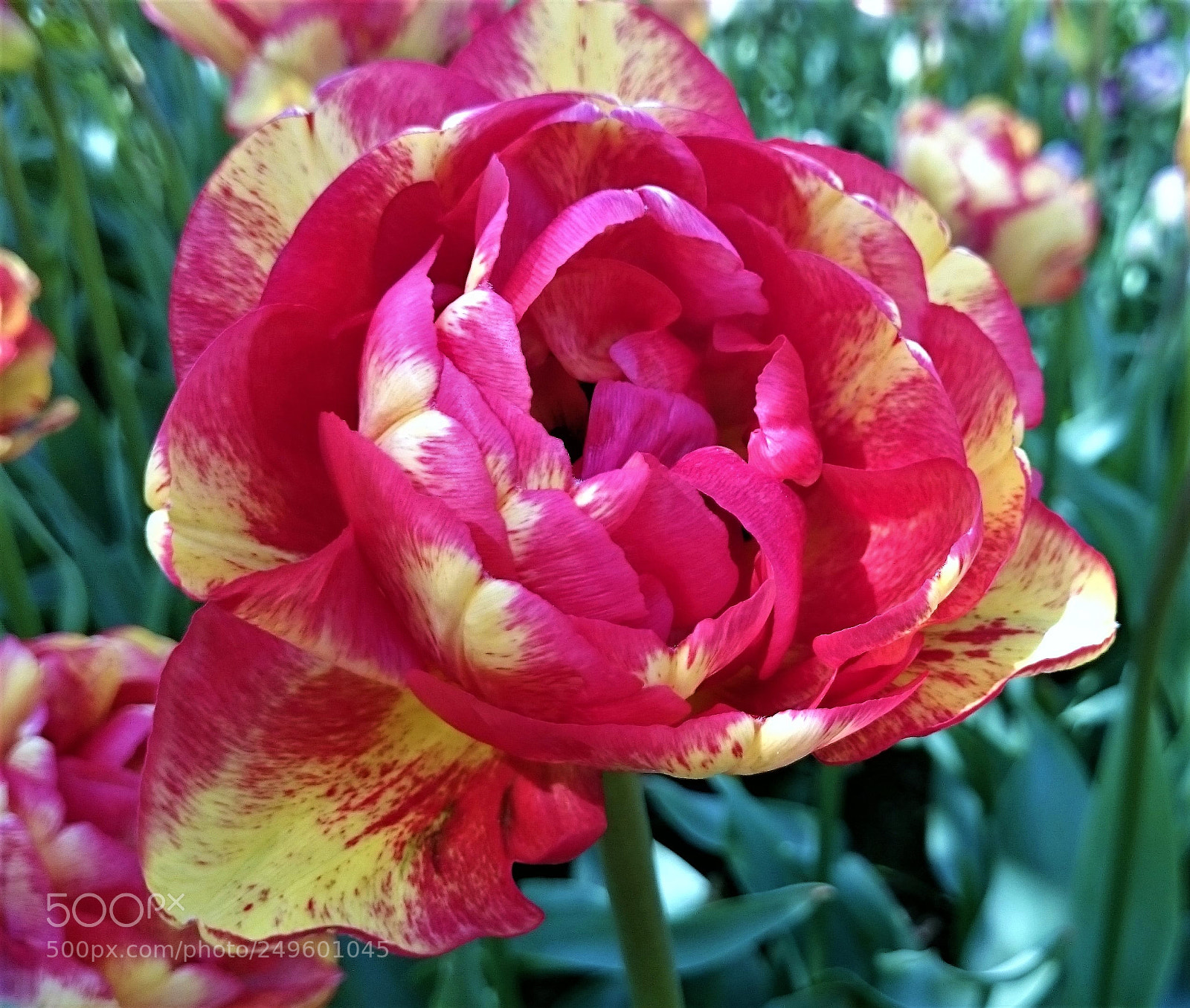 Sony Xperia Z2 sample photo. Dsc photography