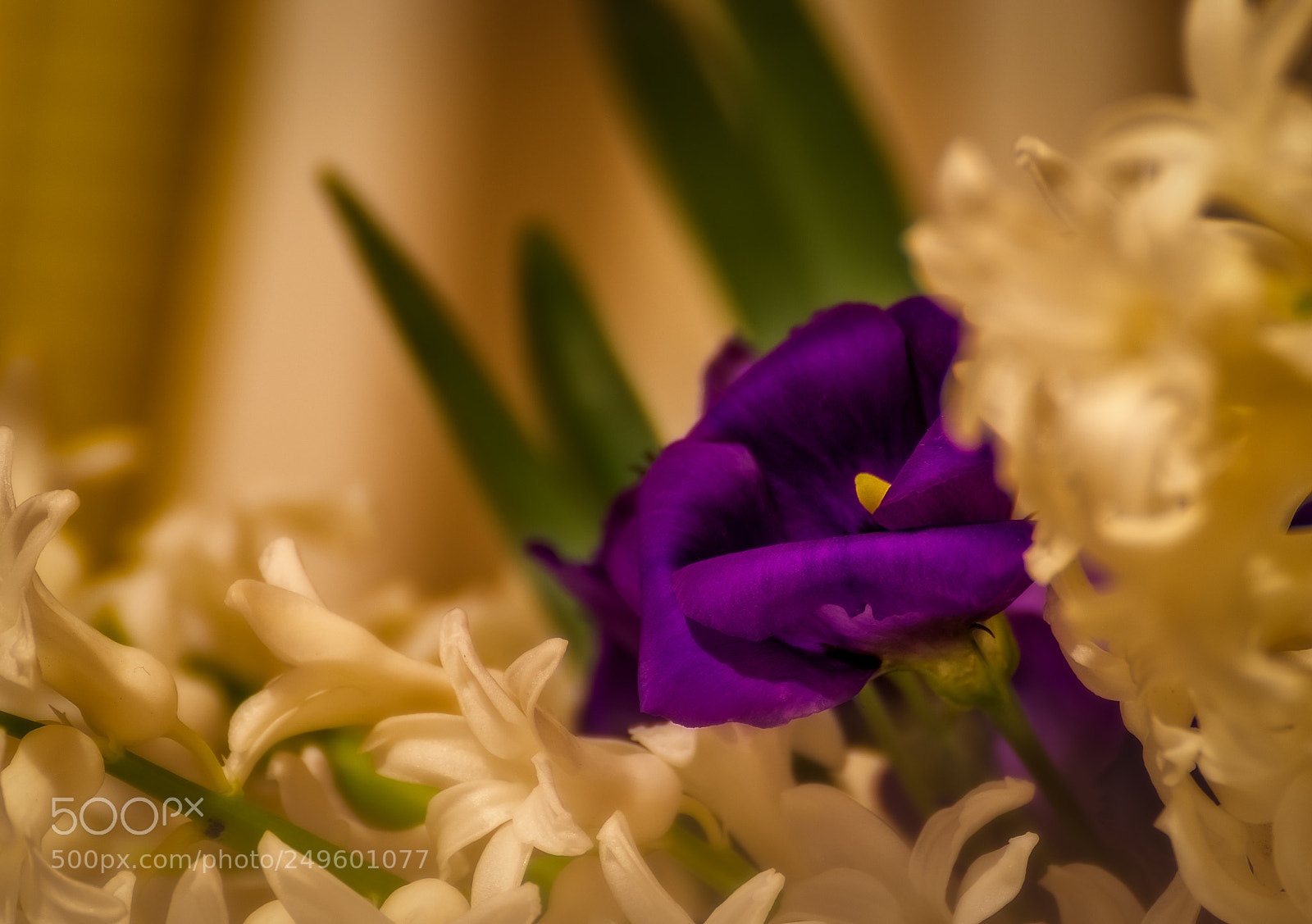 Canon EOS 200D (EOS Rebel SL2 / EOS Kiss X9) sample photo. Lisianthus among hyacinth photography