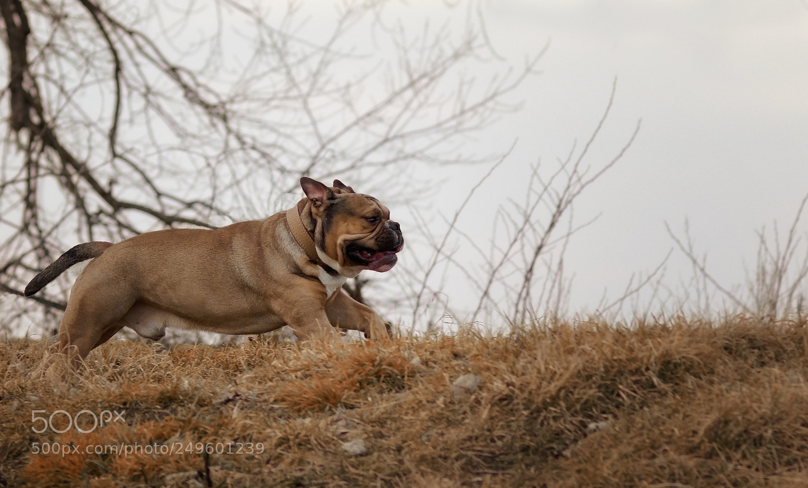Pentax KP sample photo. Hugo is flying. photography