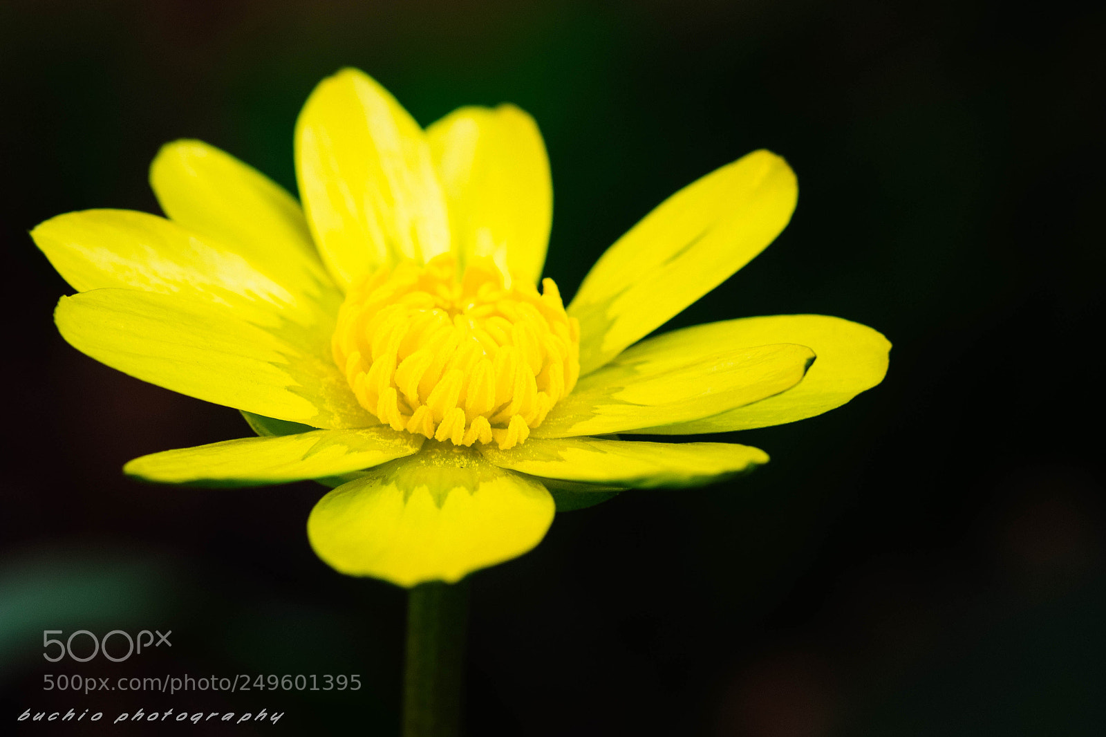Olympus OM-D E-M1 sample photo. Japanese buttercup photography