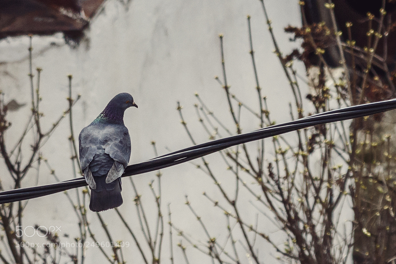 Canon EOS 80D sample photo. Lonely dove photography