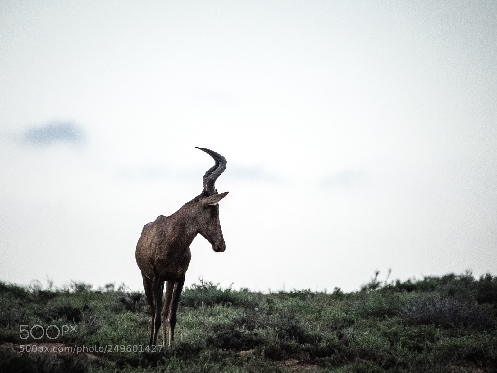 Fujifilm X-T2 sample photo. Addo elephant- south africa  photography