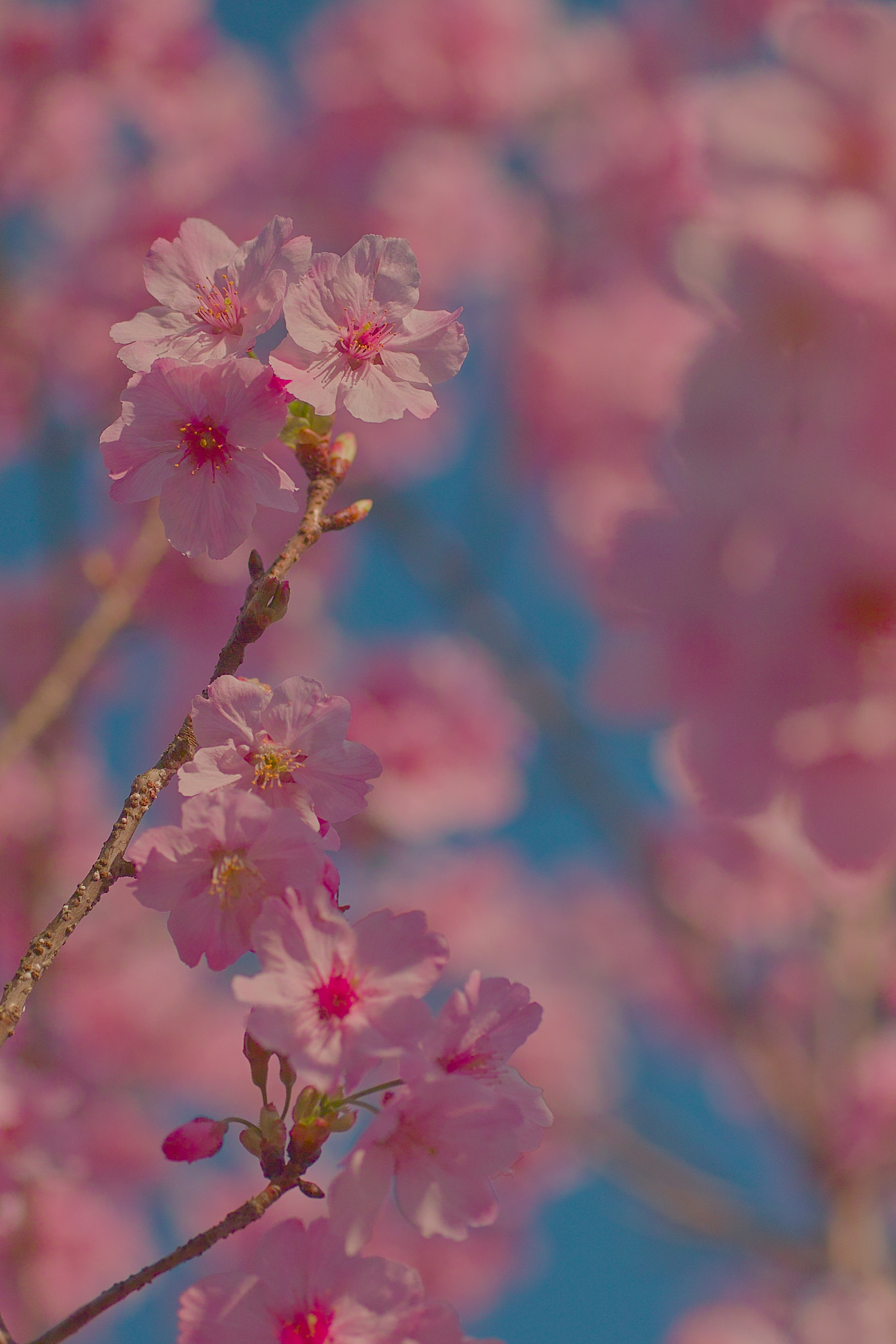 Sigma SD15 sample photo. Sakura photography