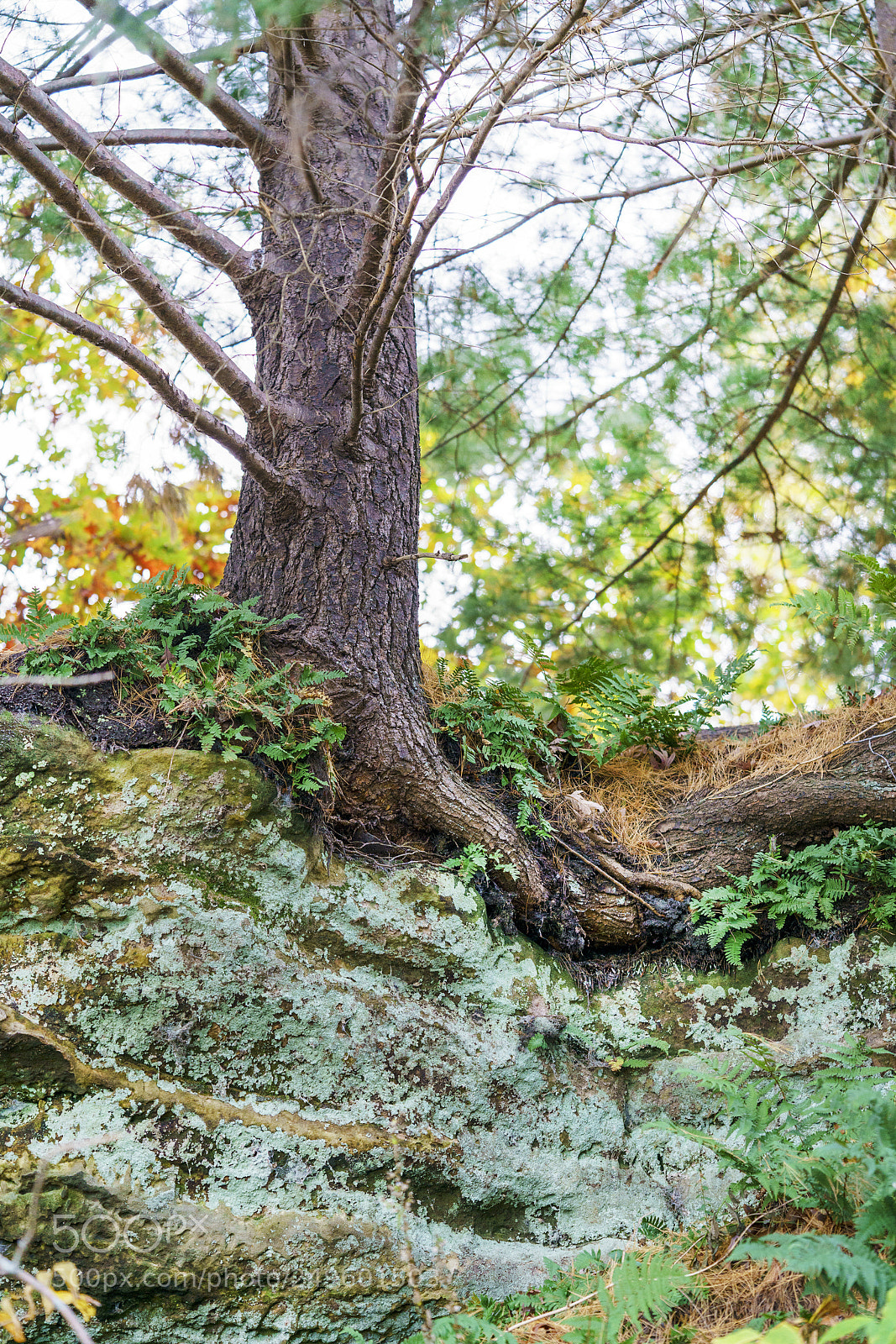 Sony a7R II sample photo. Tree and moss along photography