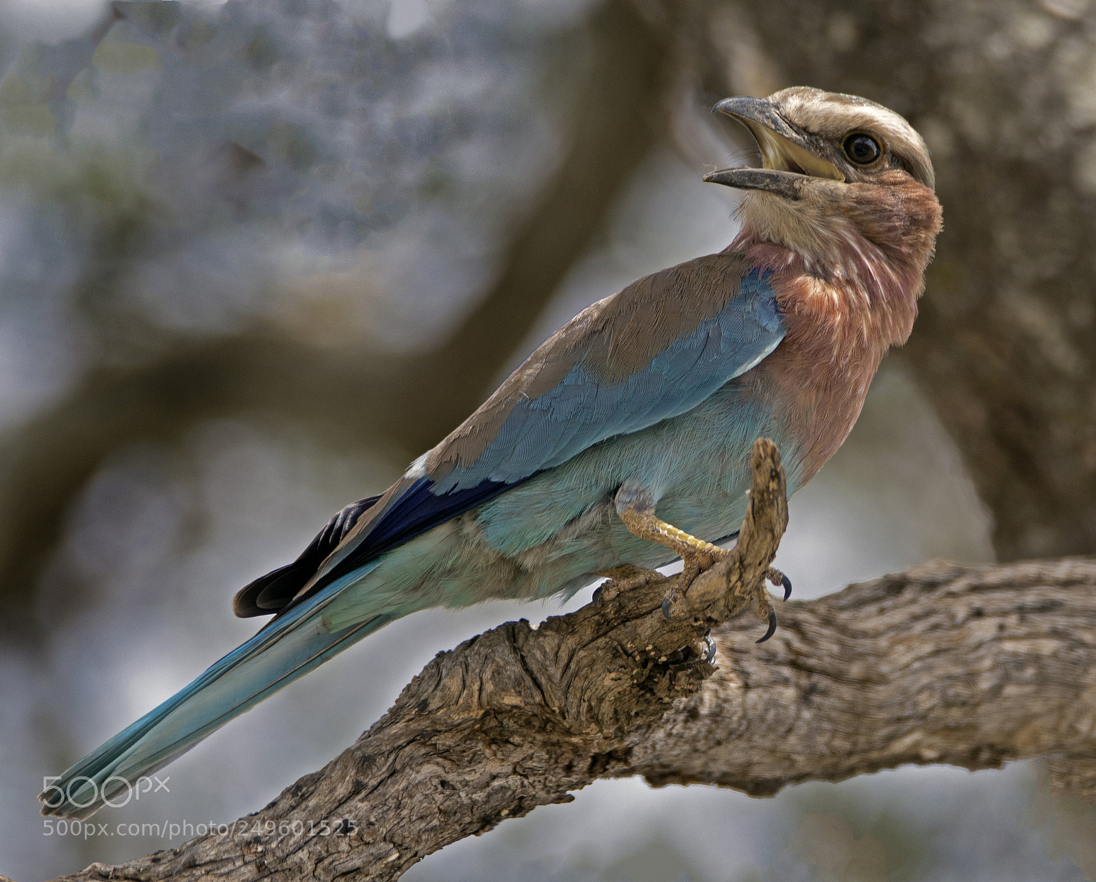 Nikon D500 sample photo. Tarangire lilac-breasted roller photography