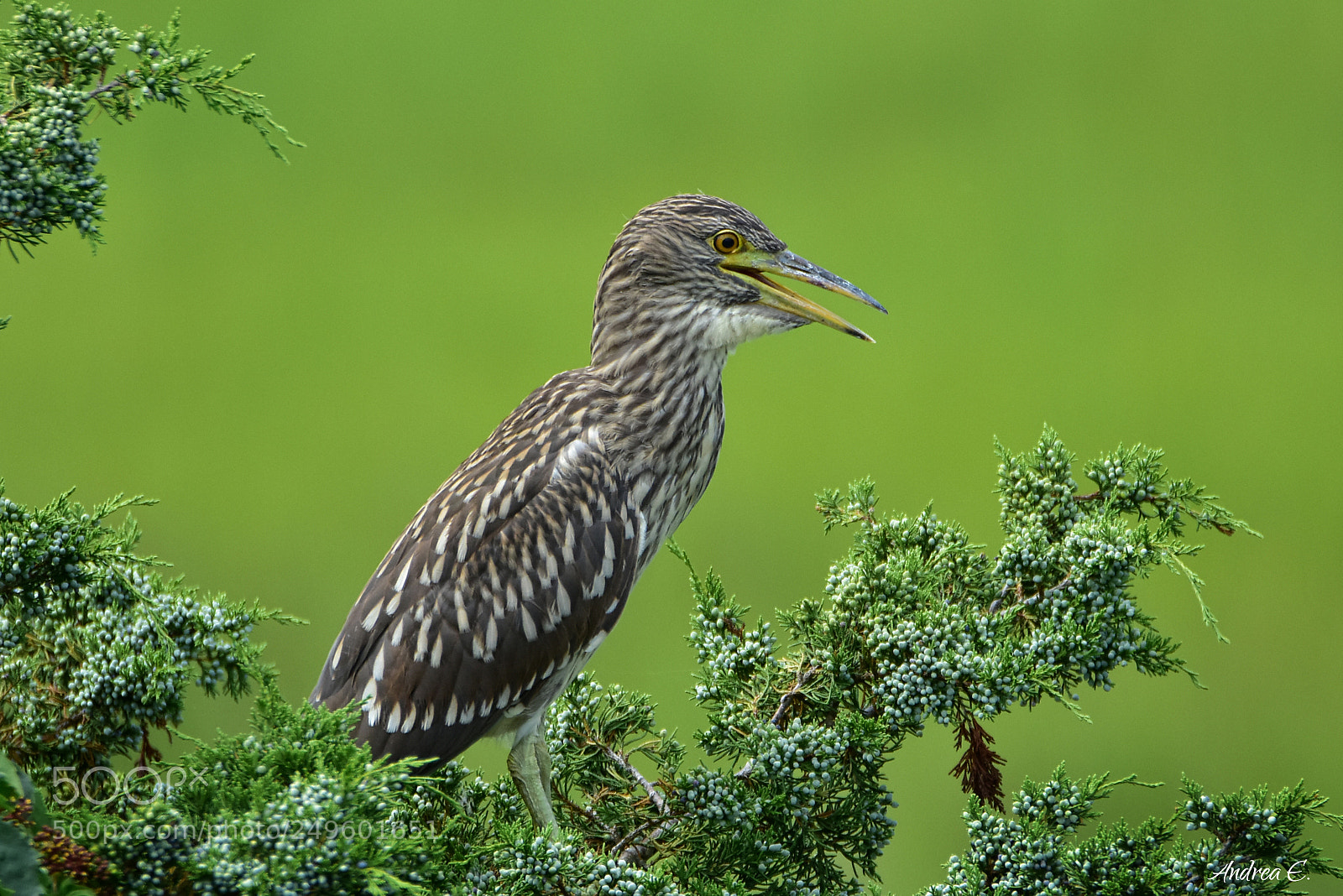 Nikon D7200 sample photo. Black crowned night heron photography
