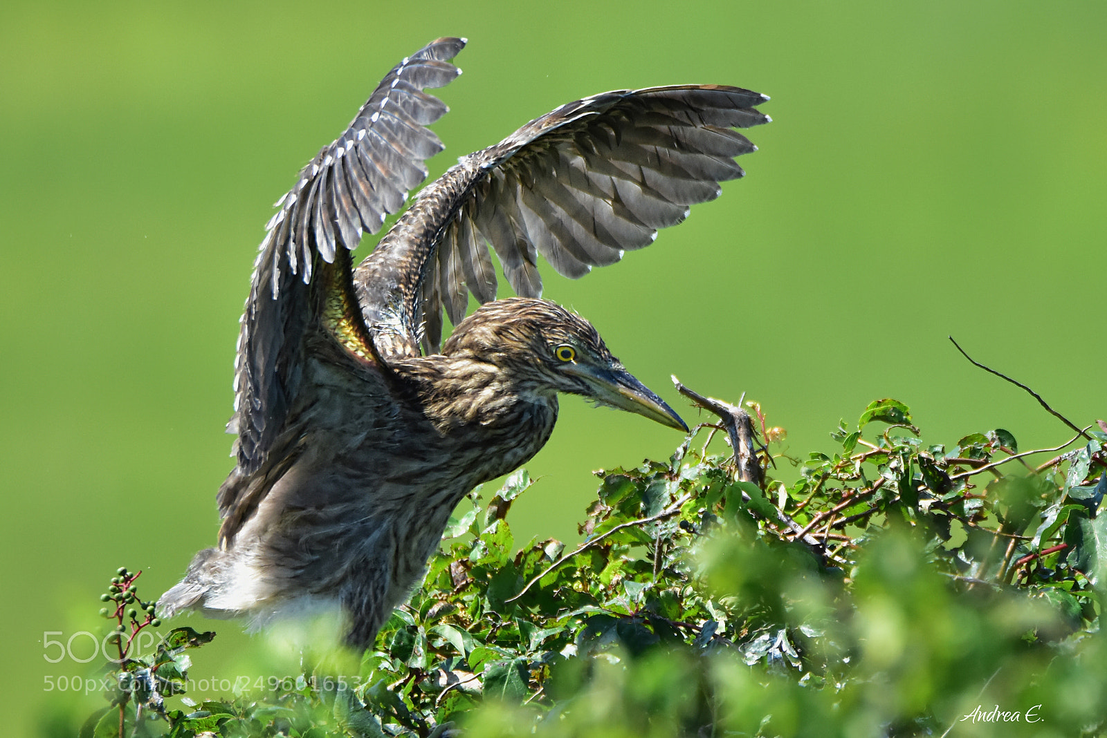 Nikon D7200 sample photo. Black crowned night heron photography