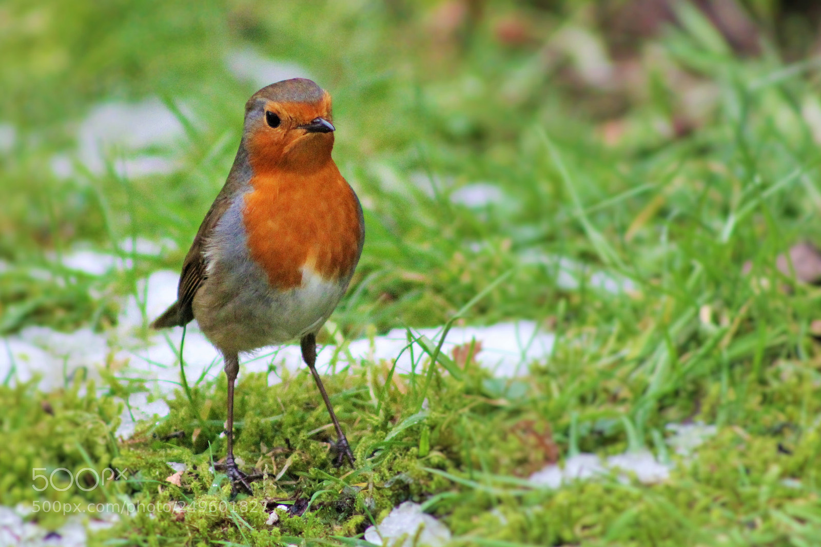 Canon EOS 600D (Rebel EOS T3i / EOS Kiss X5) sample photo. Another wee robin photography