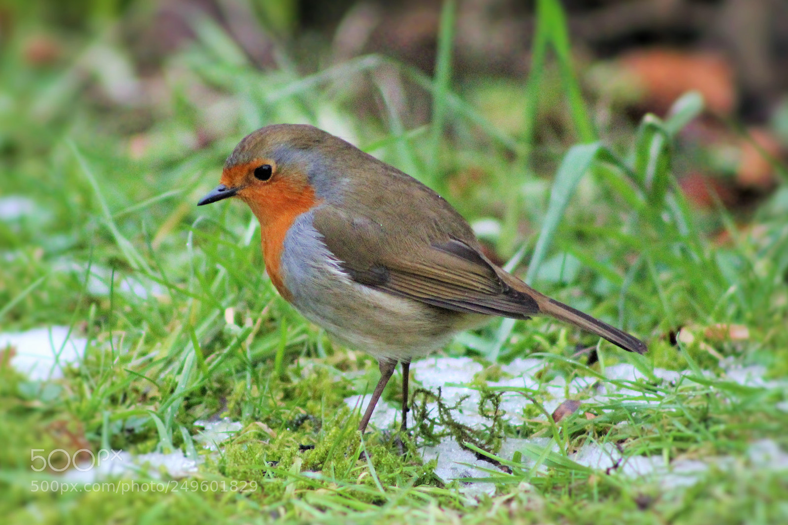 Canon EOS 600D (Rebel EOS T3i / EOS Kiss X5) sample photo. Another wee robin photography