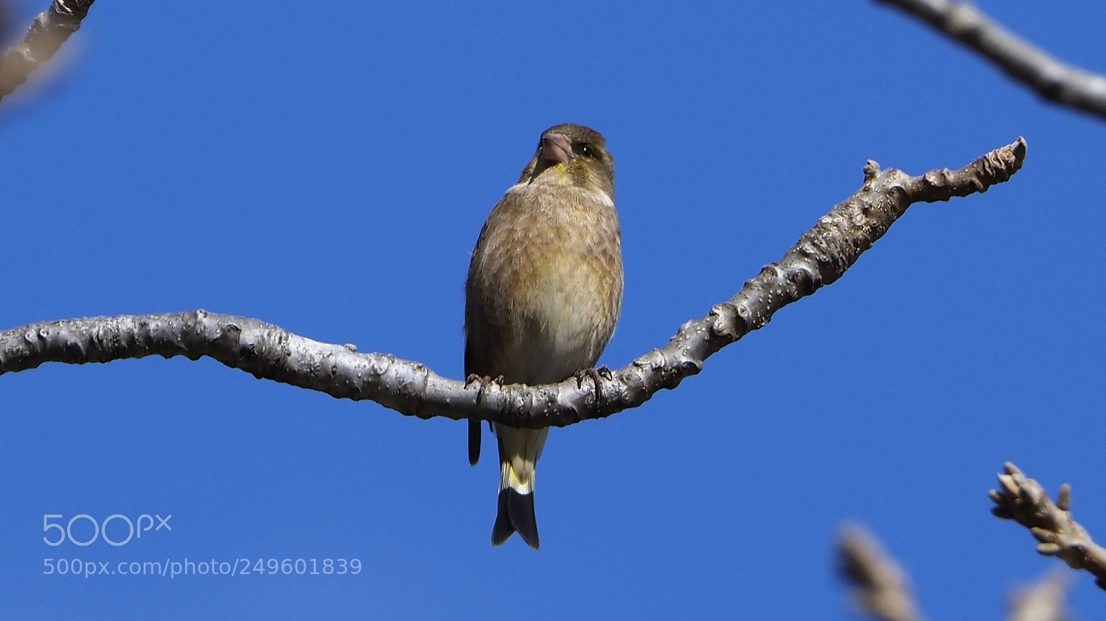 Olympus OM-D E-M1 Mark II sample photo. Oriental greenfinch photography