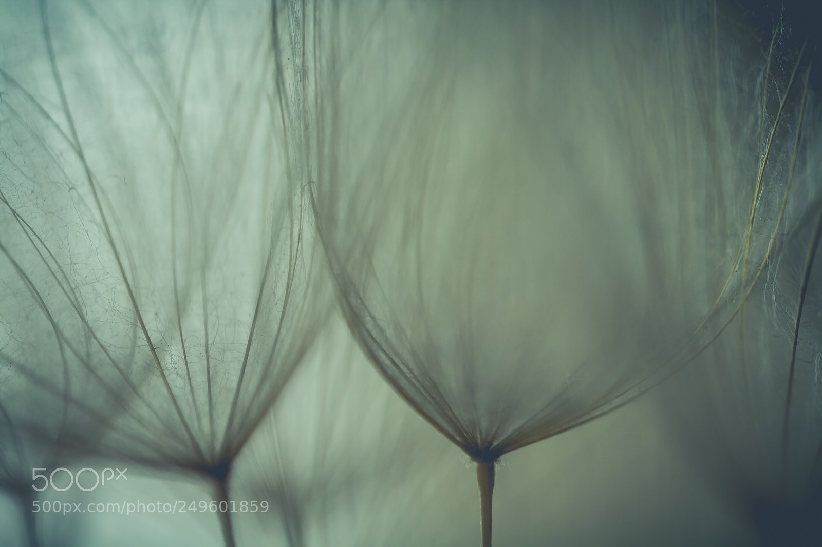 Canon EOS 7D sample photo. Dandelion photography