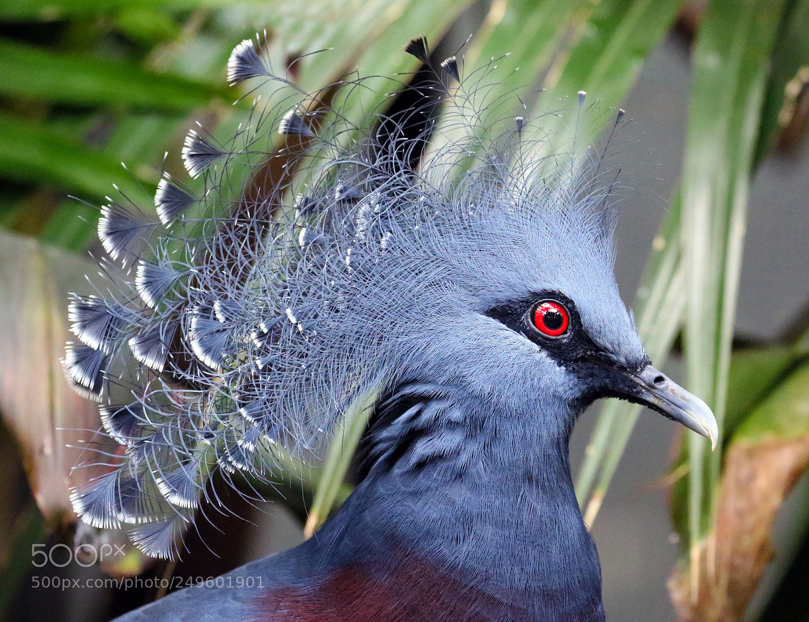 Canon EOS 7D Mark II sample photo. In full regalia photography