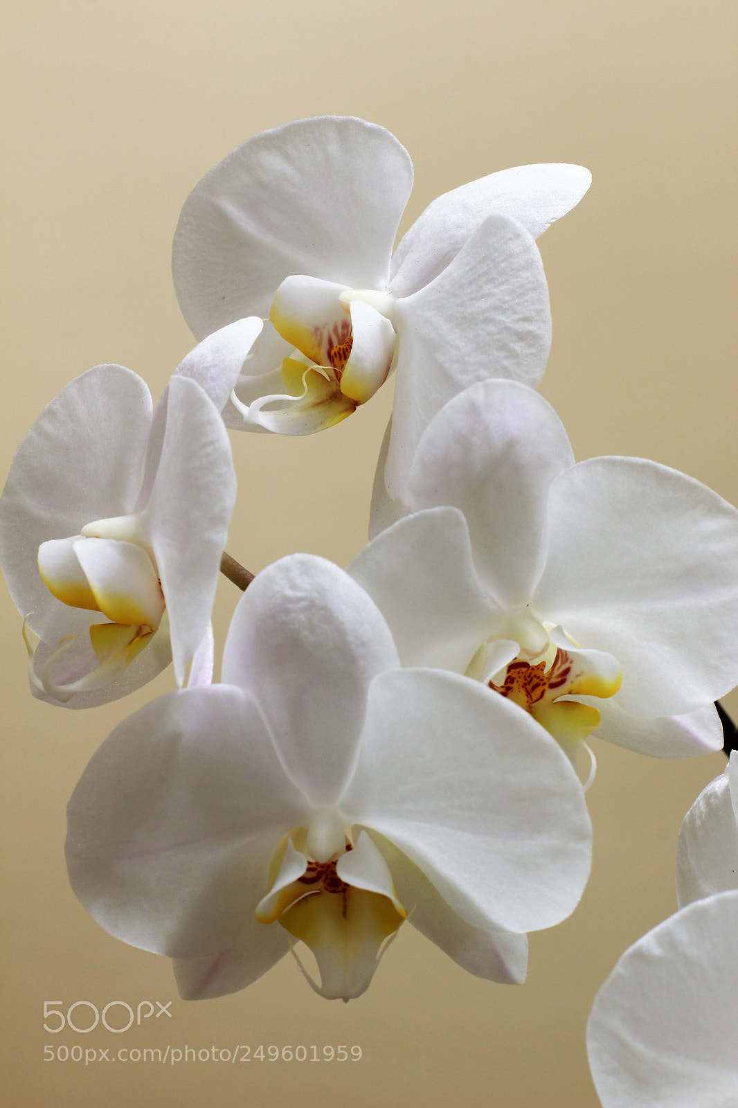 Canon EOS 600D (Rebel EOS T3i / EOS Kiss X5) sample photo. Img orquideas photography
