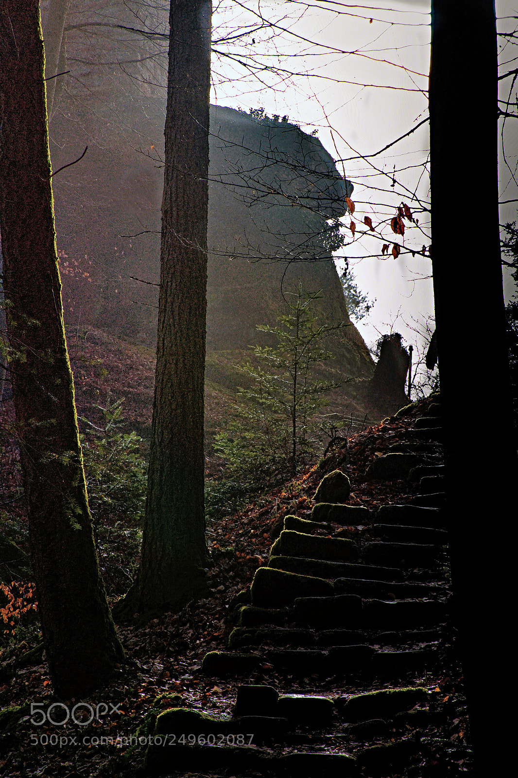 Canon EOS 600D (Rebel EOS T3i / EOS Kiss X5) sample photo. Mystic forest photography