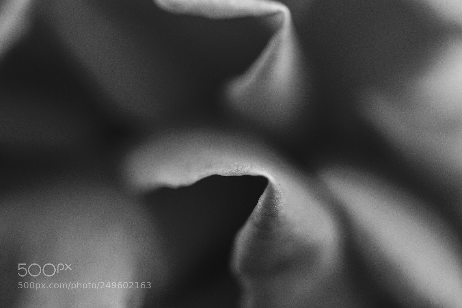 Nikon D3100 sample photo. Flower photography