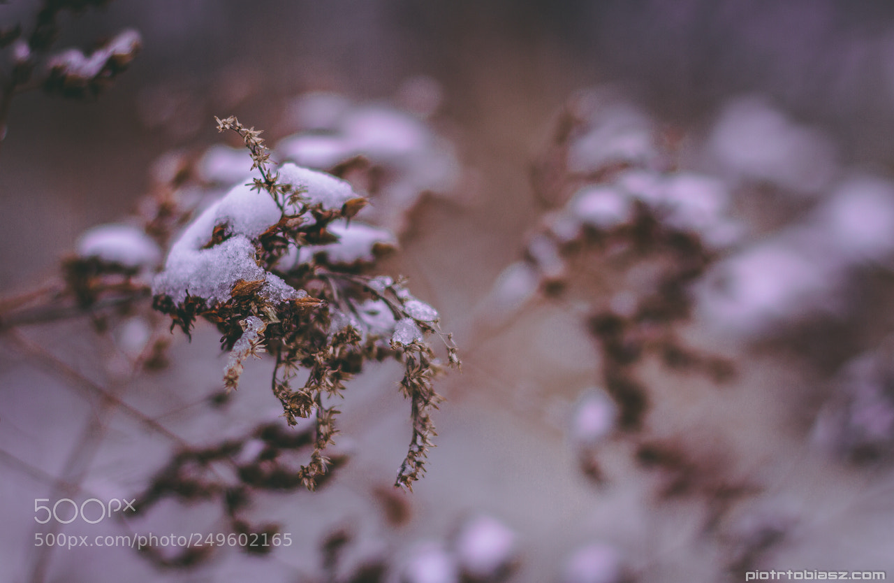 Canon EOS 7D sample photo. Snow again. photography
