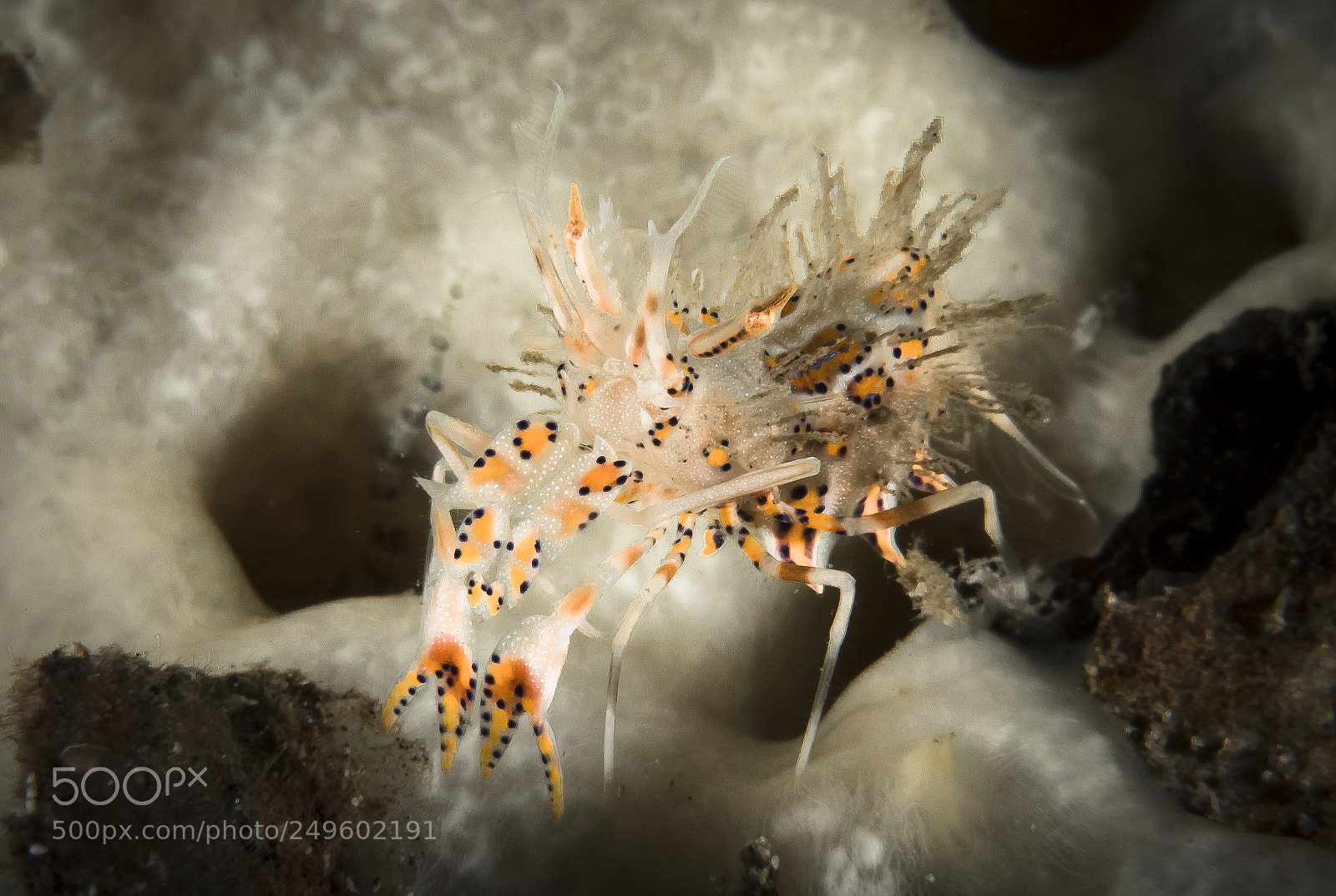 Canon EOS 5D Mark IV sample photo. Tiger shrimp photography