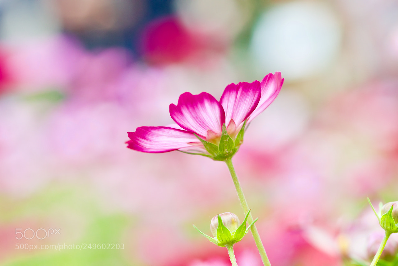 Canon EOS 5D Mark IV sample photo. Cosmos flower photography