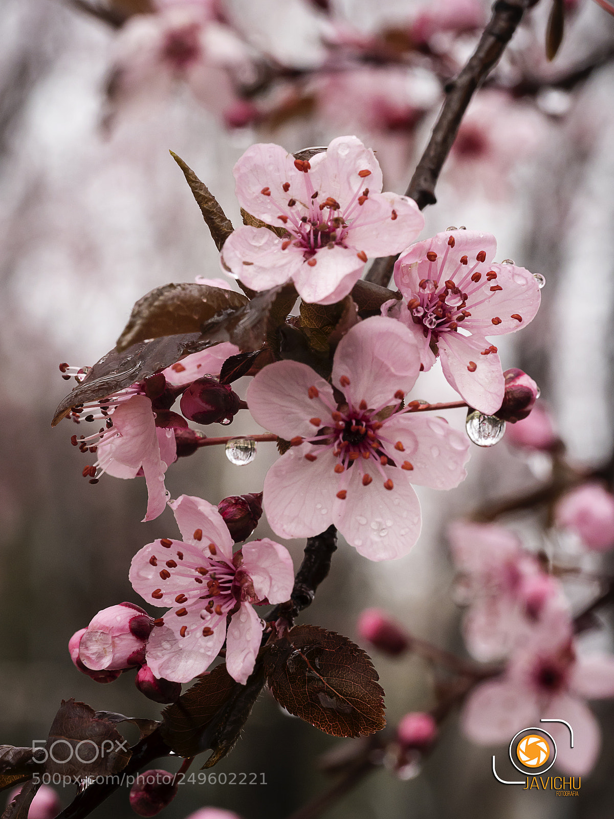 Olympus OM-D E-M1 Mark II sample photo. Almendro en flor photography