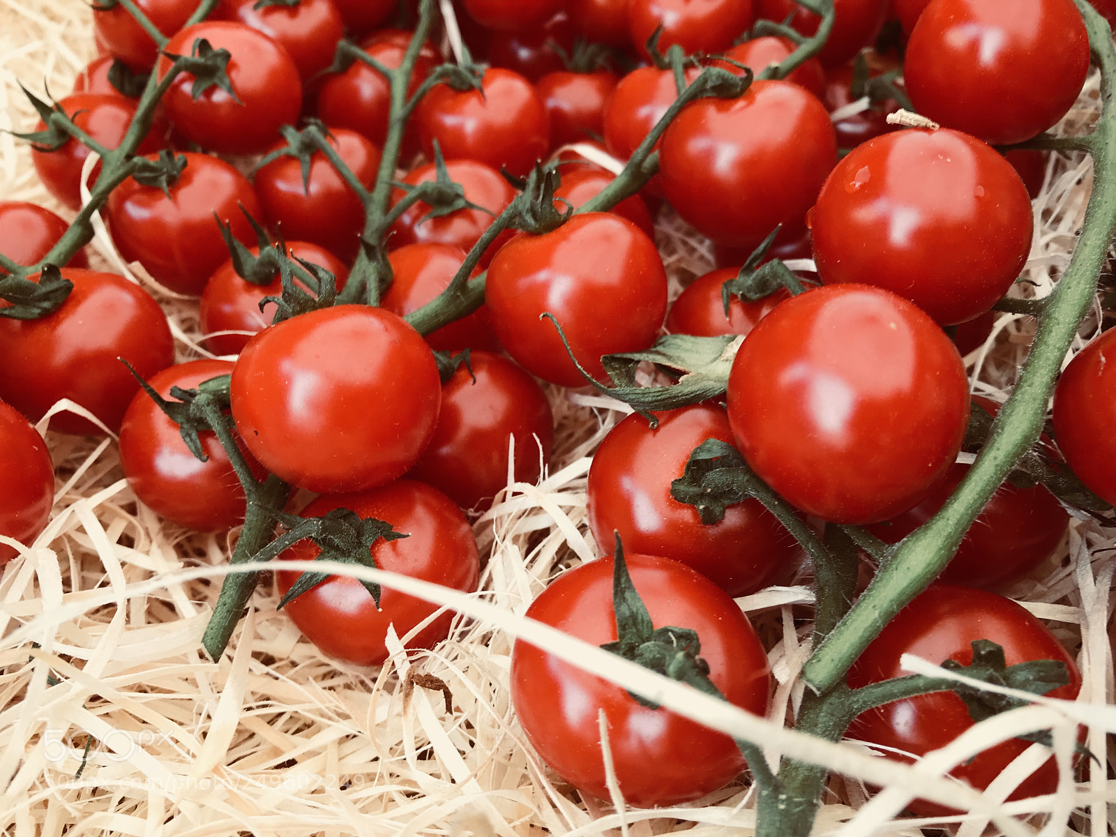 Apple iPhone 7 sample photo. Tomates bio photography